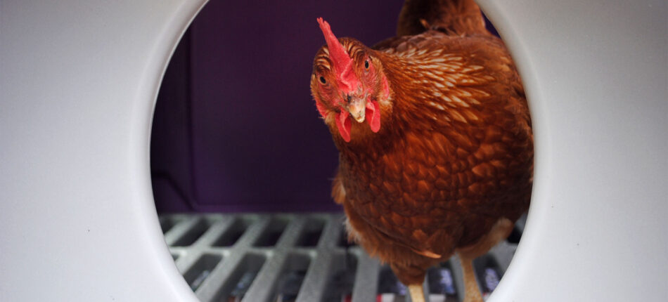15 fascinerende ting du (måske) ikke vidste om høns