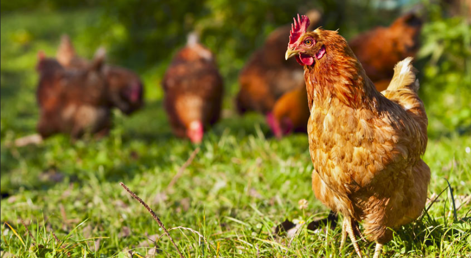 Flock of brown chickens outside free ranging