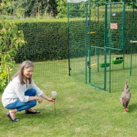 Hønseholder med Omlet Peck Toy til høns interagerer med høns udenfor deres walk-in hønsegård