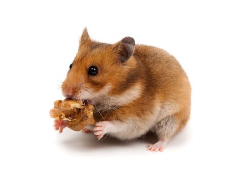 En hamster holder en snack