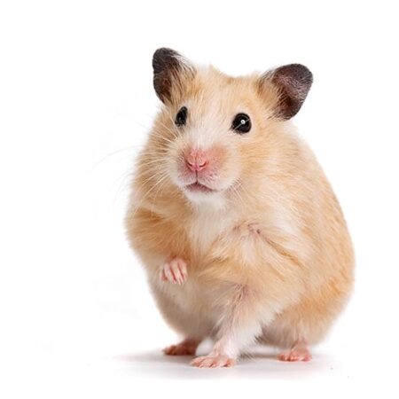 En hamster med et forben oppe