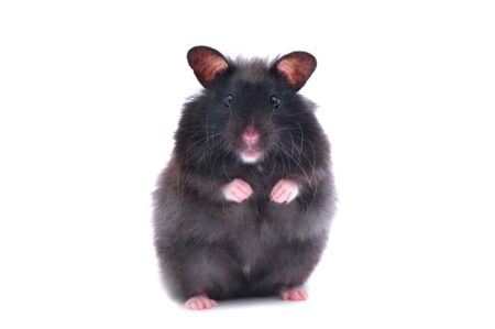 En sort hamster står op