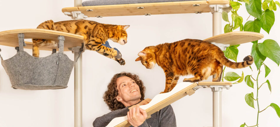 Mand med sine to katte på Omlet indendørs Freestyle kattetræ