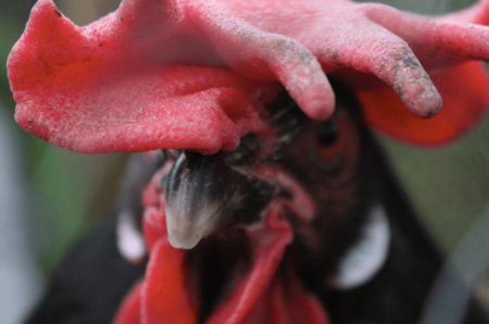 Nærbillede af et sort og rødt hønseansigt