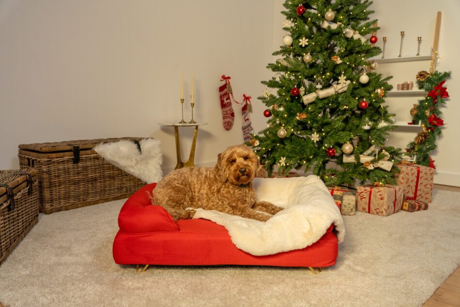 Hund, der ligger på en kirsebærrød Omlet hundeseng med støttekant ved juletræet