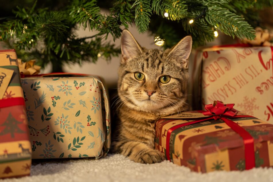 Kat ved juletræ omringet af julegaver