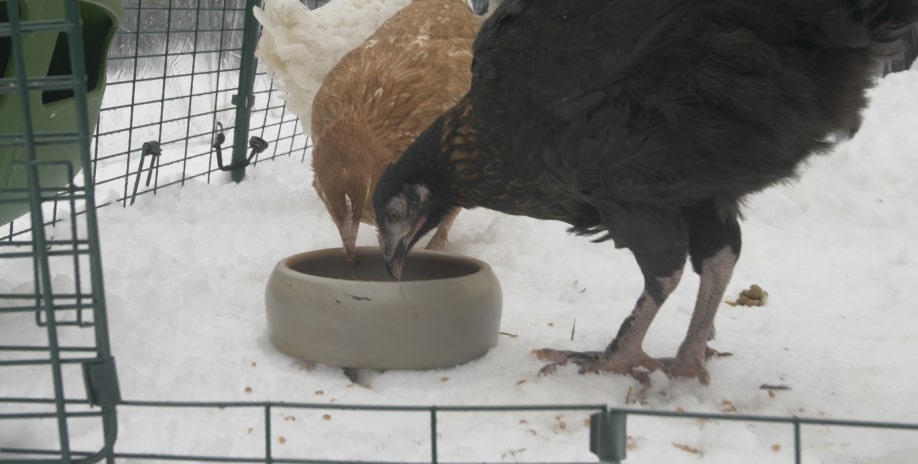 To brune høns spiser fra en skål udenfor i sneen