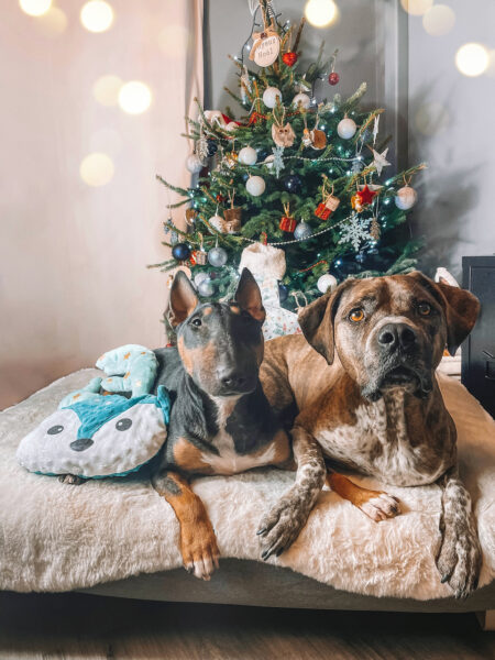 Julemad din hund ikke bør - Omlet DK