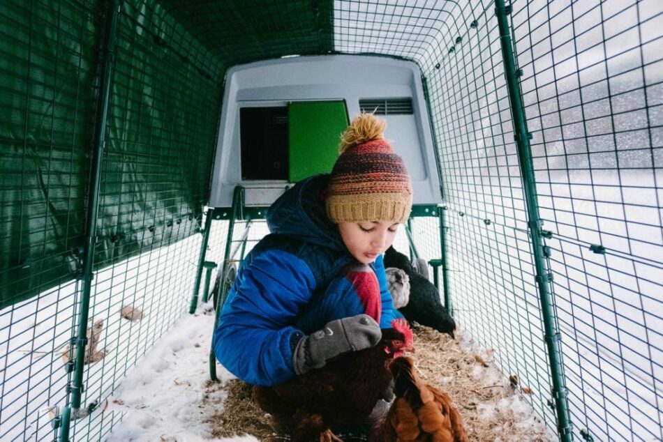En dreng i et snedækket Eglu hønsehus med sine høns