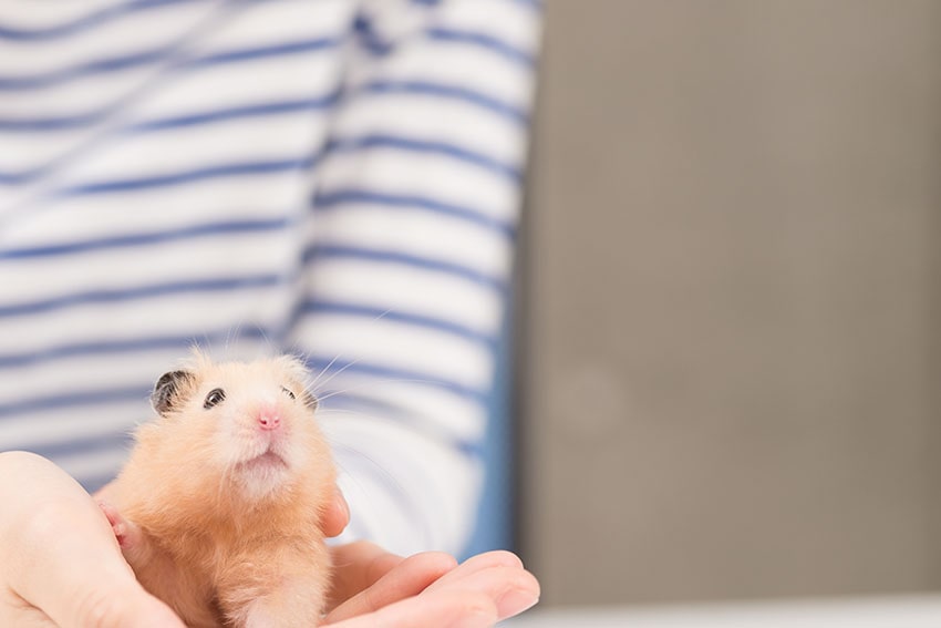 En nuttet hamster holdes i hænderne