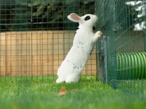 En hvid kanin med sorte pletter på bagbenene på græs