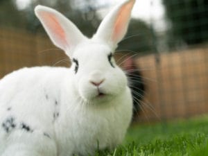 En hvid kanin med sorte pletter sidder på græsset