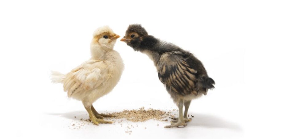 To luftige kyllinger overfor hinanden