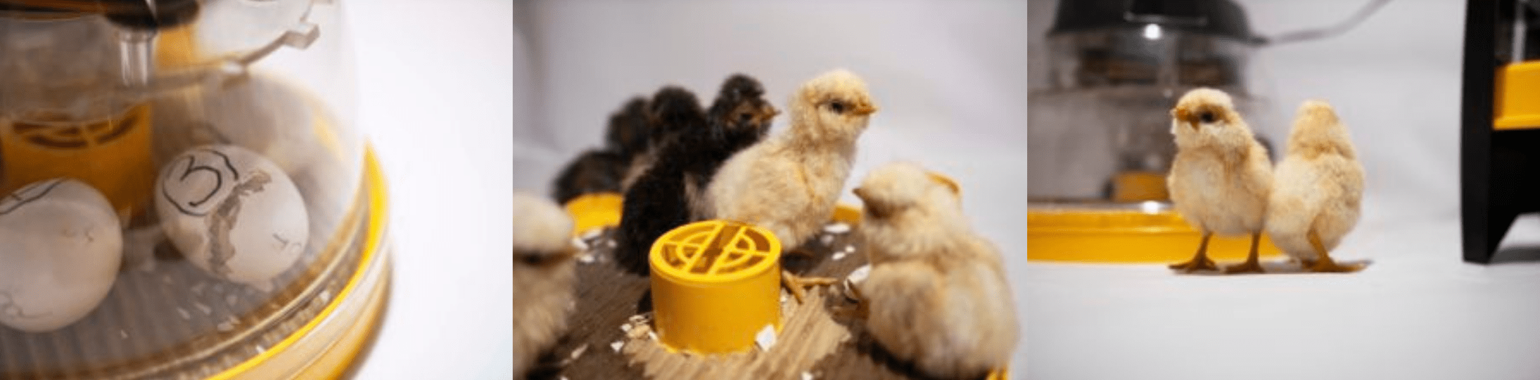 Udklæk kyllinger med Brinsea Mini ll Eco ægrugeudstyr startpakke