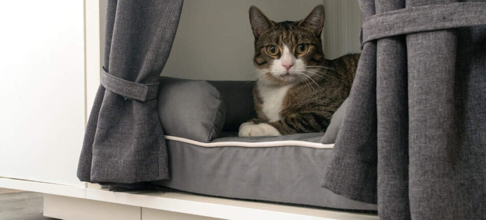 Kat hviler i Maya Nook luksus katteseng-møbel med garderobe