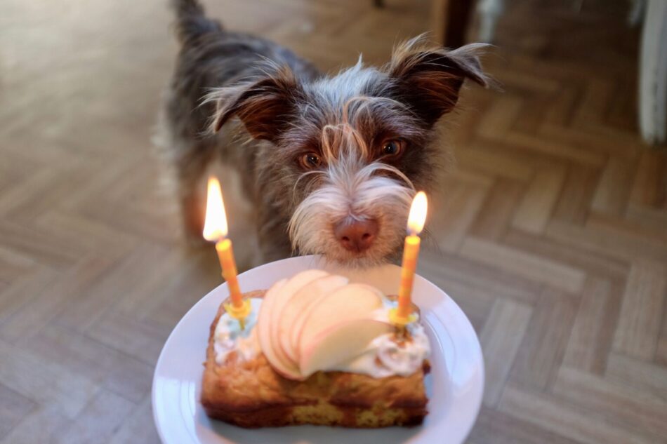 Brun hund ser på fødselsdagskage til hundefødselsdagsfest