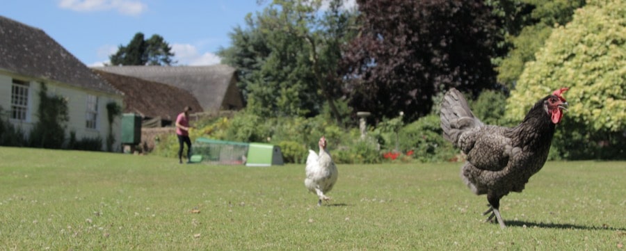 Høns går frit rundt i haven med Eglu Go hønsehus i baggrunden