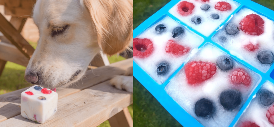 Labrador spiser frozen yoghurt godbid med frugt til hunde