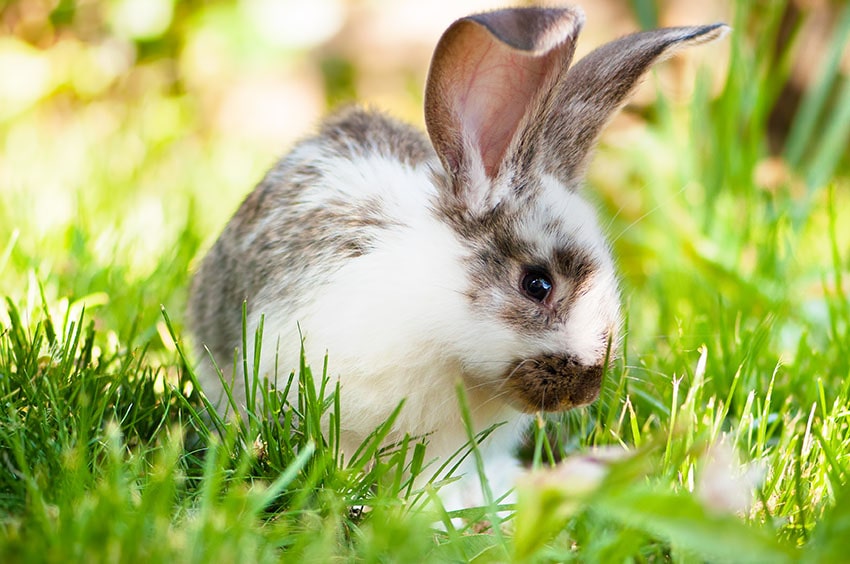 Brun og hvid kanin i græsset