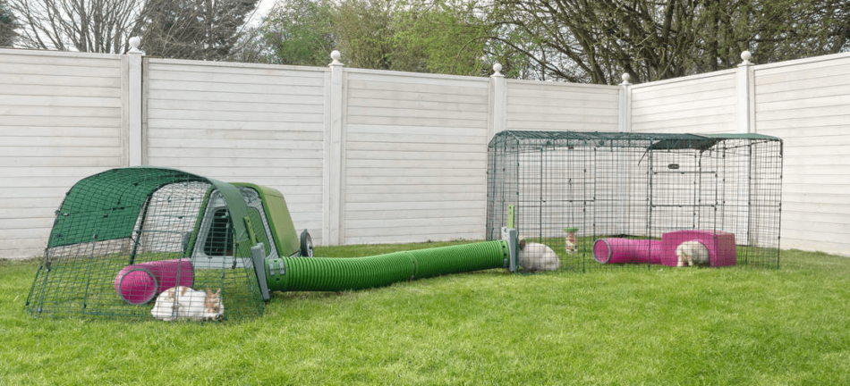 Kaniner udenfor på en sommerdag i deres Zippi kaningård forbundet til Zippi tunnelsystemet til kaniner