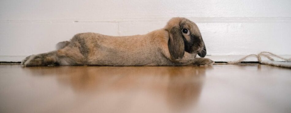 Indendørs kanin ligger udstrækt på gulvet indenfor