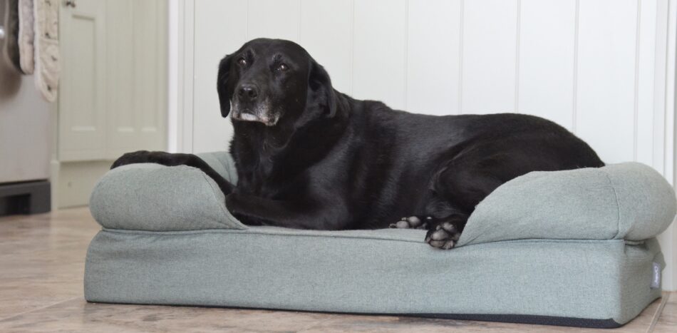 Senior Labrador Retriever slapper af på Omlet hundeseng med støttekant