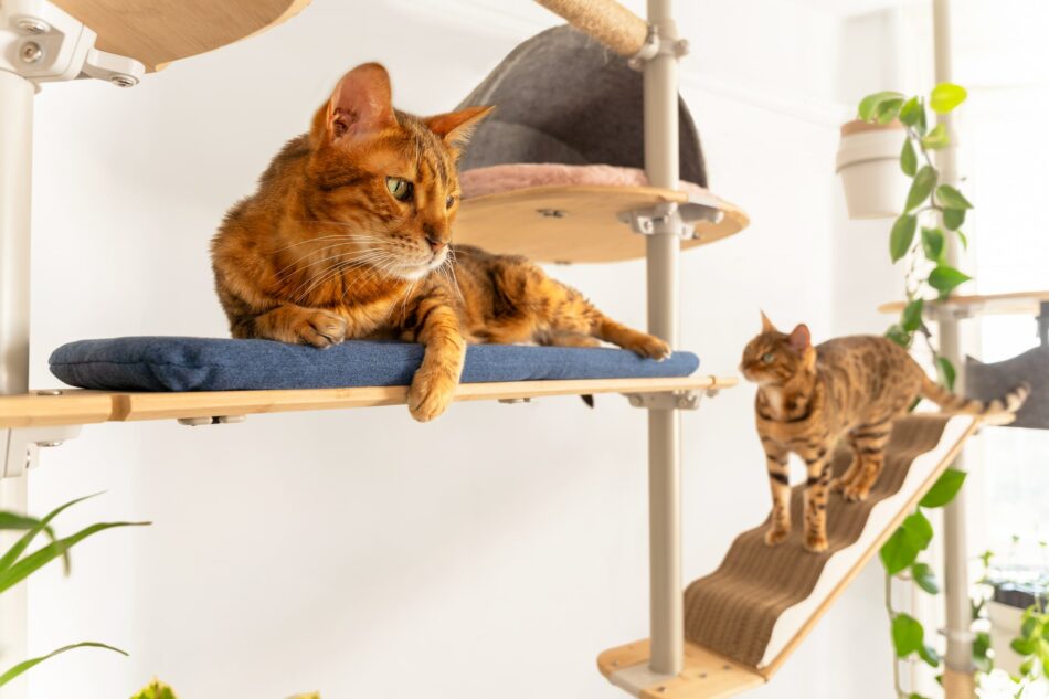 To katte, der kommunikerer i deres indendørs Omlet Freestyle kattetræ