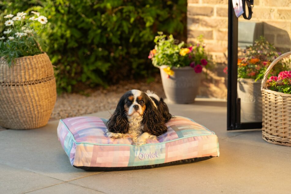 Spaniel udenfor på dens Omlet pudeseng til hunde i Prism Kaleidoscope