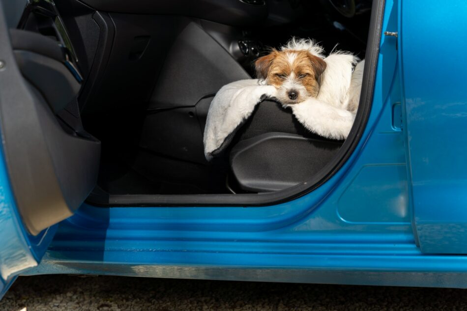 Terrierhund i en bil, der hviler på Omlets luksuriøse imiteret hundetæppe i imiteret lammeskind
