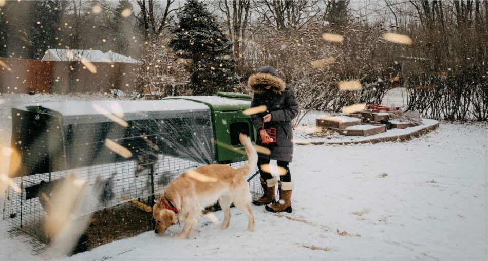 En hønseholder og hendes hund udenfor i sneen med et Eglu hønsehus