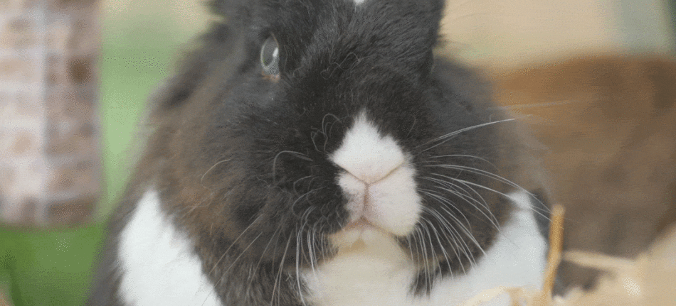 GIF af en kanin med rynkende næse