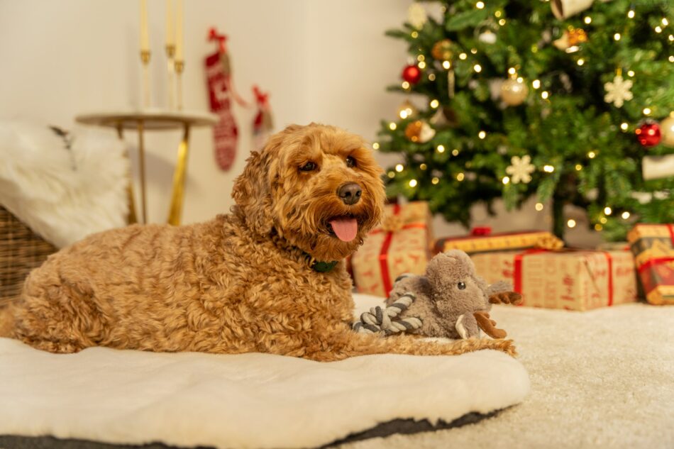 Cockapoo ved et juletræ, der sidder på Omlet luksus hundetæppe i imiteret fåreskind  