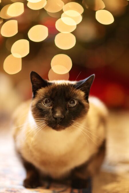 Kat sidder på hug med slørede julelys i baggrunden