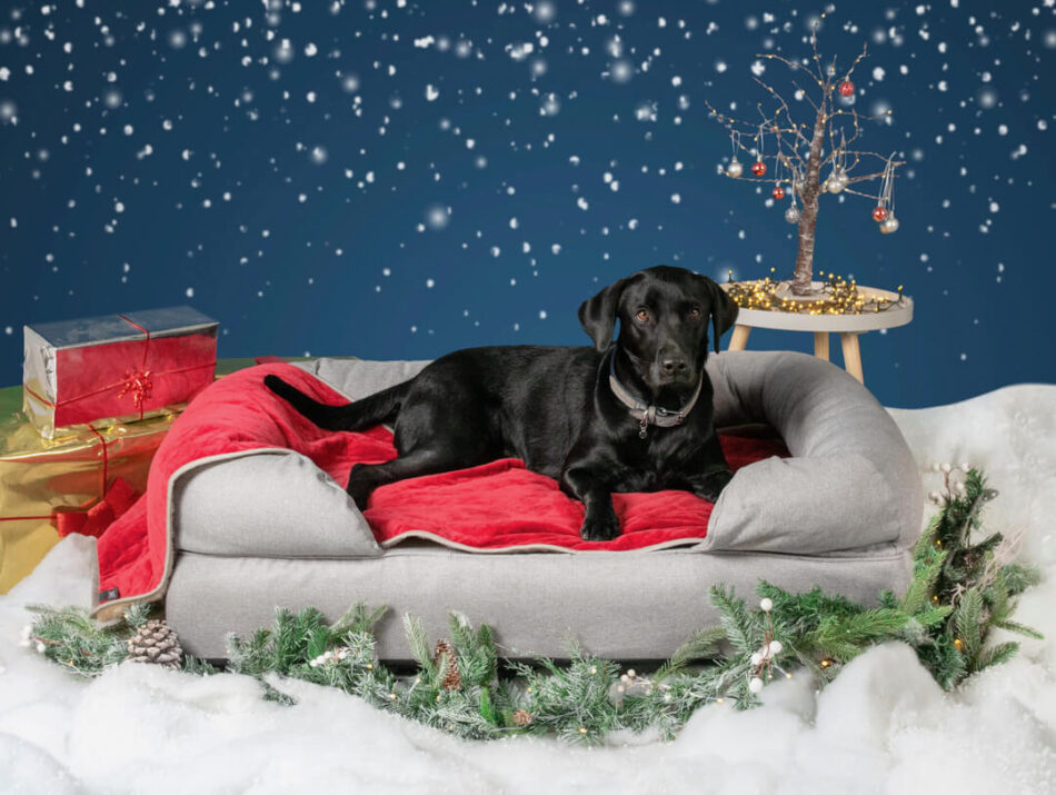 Sort Labrador ligger på Omlet luksus supersøde hundetæppe i julestjernerød farve