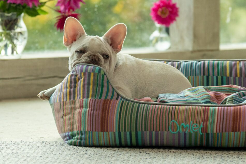 Fransk bulldog ligger på Omlet Redę-seng til hunde i Pawsteps Electric-print