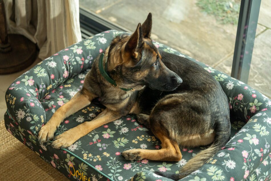 Schæferhund ligger på Omlet hundeseng med støttekant i Midnight Meadow-print