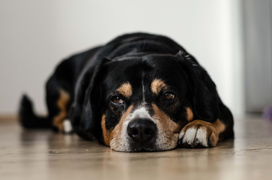 En hund ligger på gulvet og ser trist ud