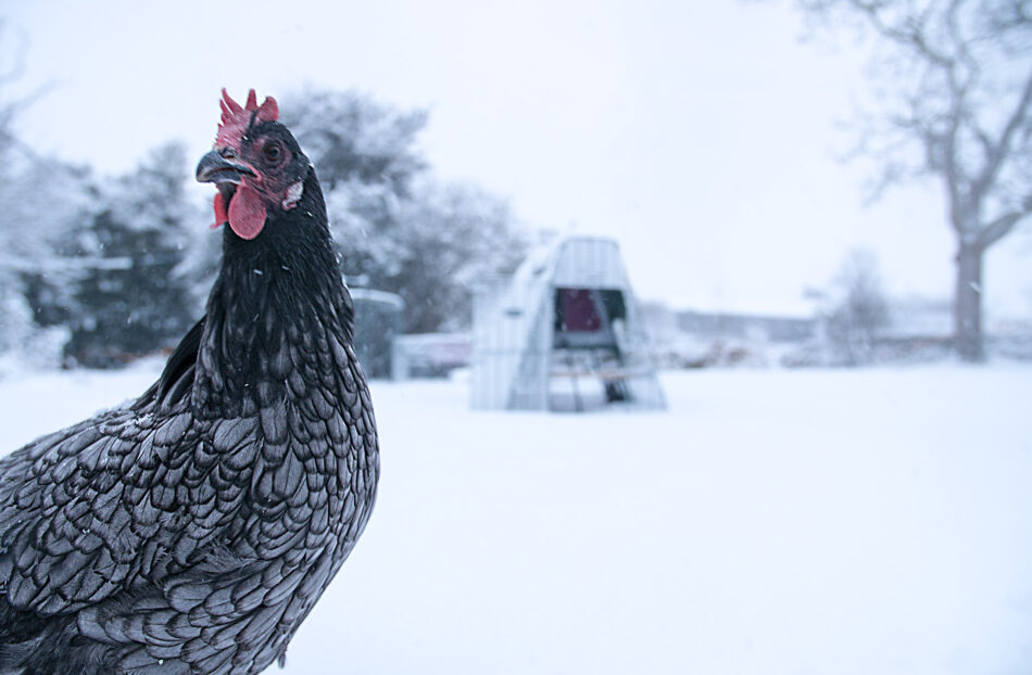 Nærbillede af en grå høne med Eglu Go i baggrunden i sne 2