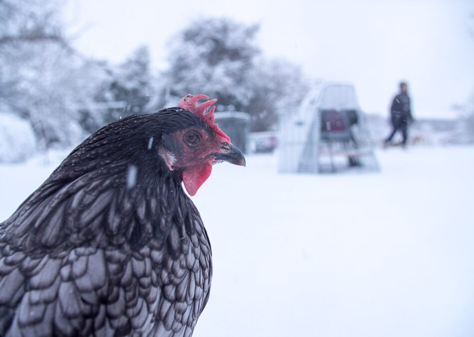 Nærbillede af en grå høne i sneen med Eglu Go UP hønsehus