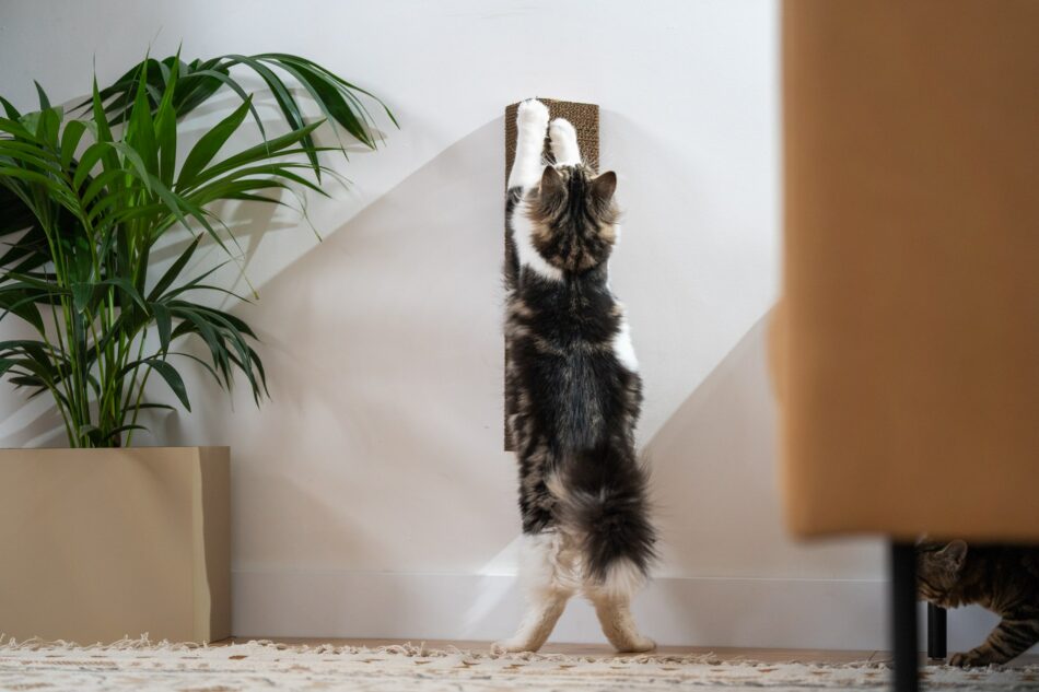Kat, der bruger Omlets vægmonterede Stak-kradsetræ 