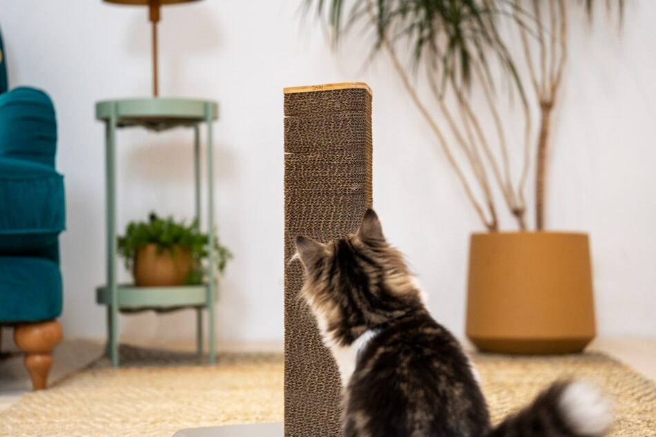 Kat i stuen bruger Omlets Stak-kradsetræ til katte 
