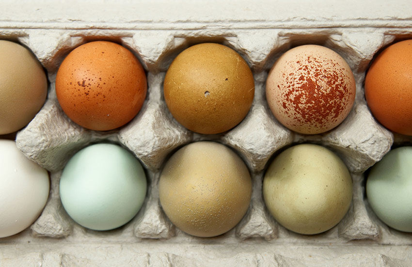 Multifarvede hønseæg i æggebakke