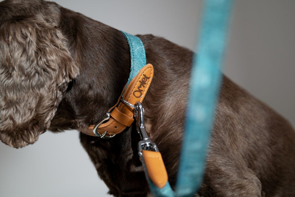 Hund iført Omlets halsbånd og hundesnor fra Dog Walk-kollektionen i Nature Trail Teal