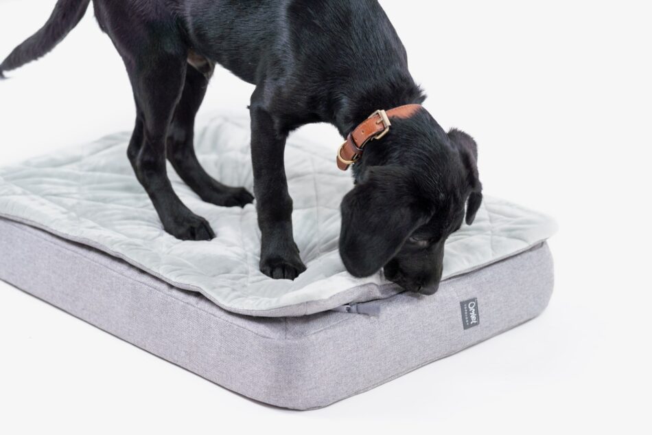 Sort labrador hvalp står på Omlet Topology hundeseng med quiltet topmadras