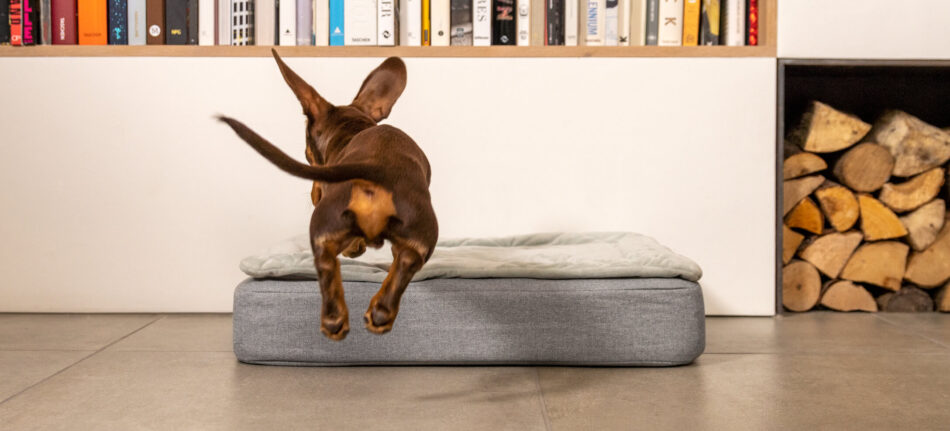 Gravhund hopper på Omlet Topology hundeseng - med fokus på halen