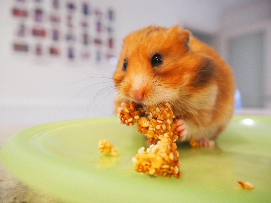 Hamster spiser hjemmelavet godbid