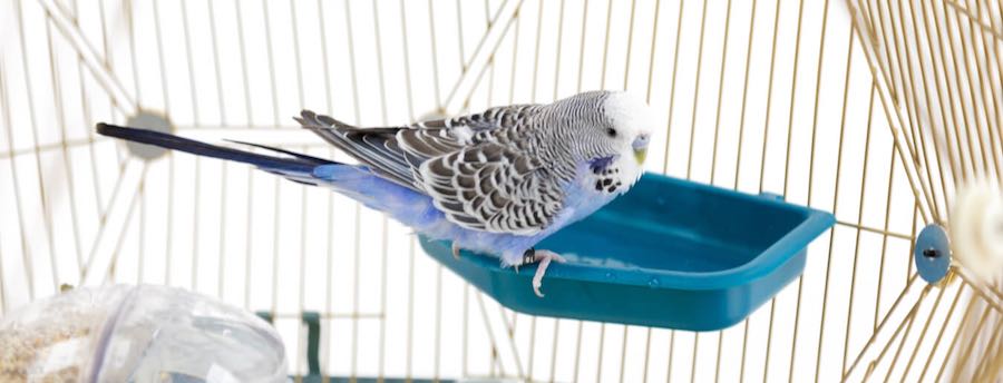 En blå og grå undulat i Omlet indendørs Geo fuglebad - undulater, finker, kanariefugle