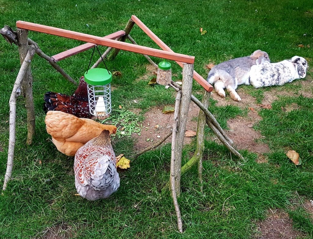 Kaniner og høns udenfor sammen med deres Caddi godbidsdispenser
