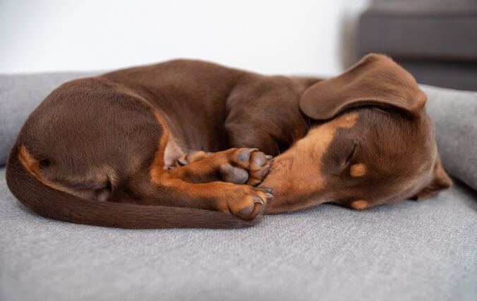 Brun gravhund hund krøllet sammen i søvn på Omlet-sengen med støttekant