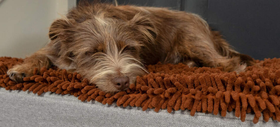 Brun hund sover på Omlet Topology hundeseng med brun mikrofiber topmadras